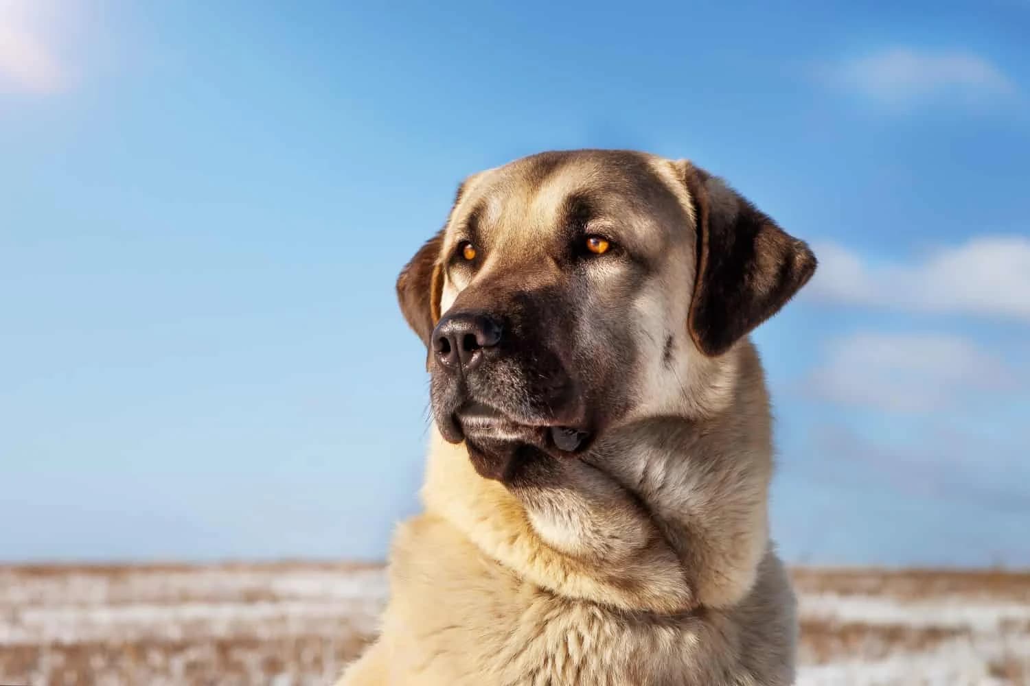 Anadolu Çoban Köpeği
