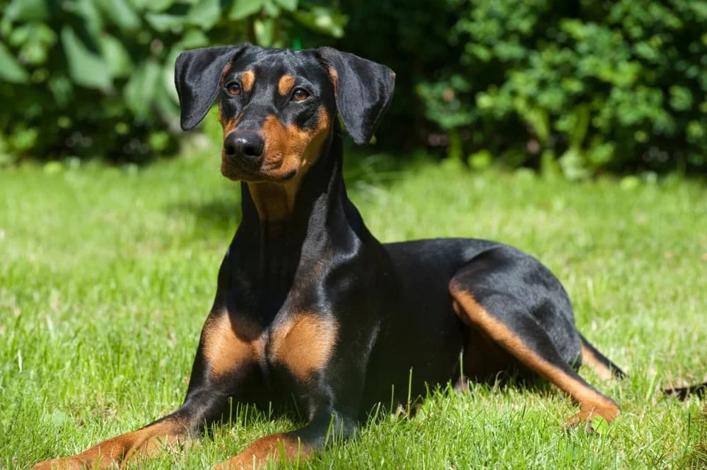 Alman Pinscher