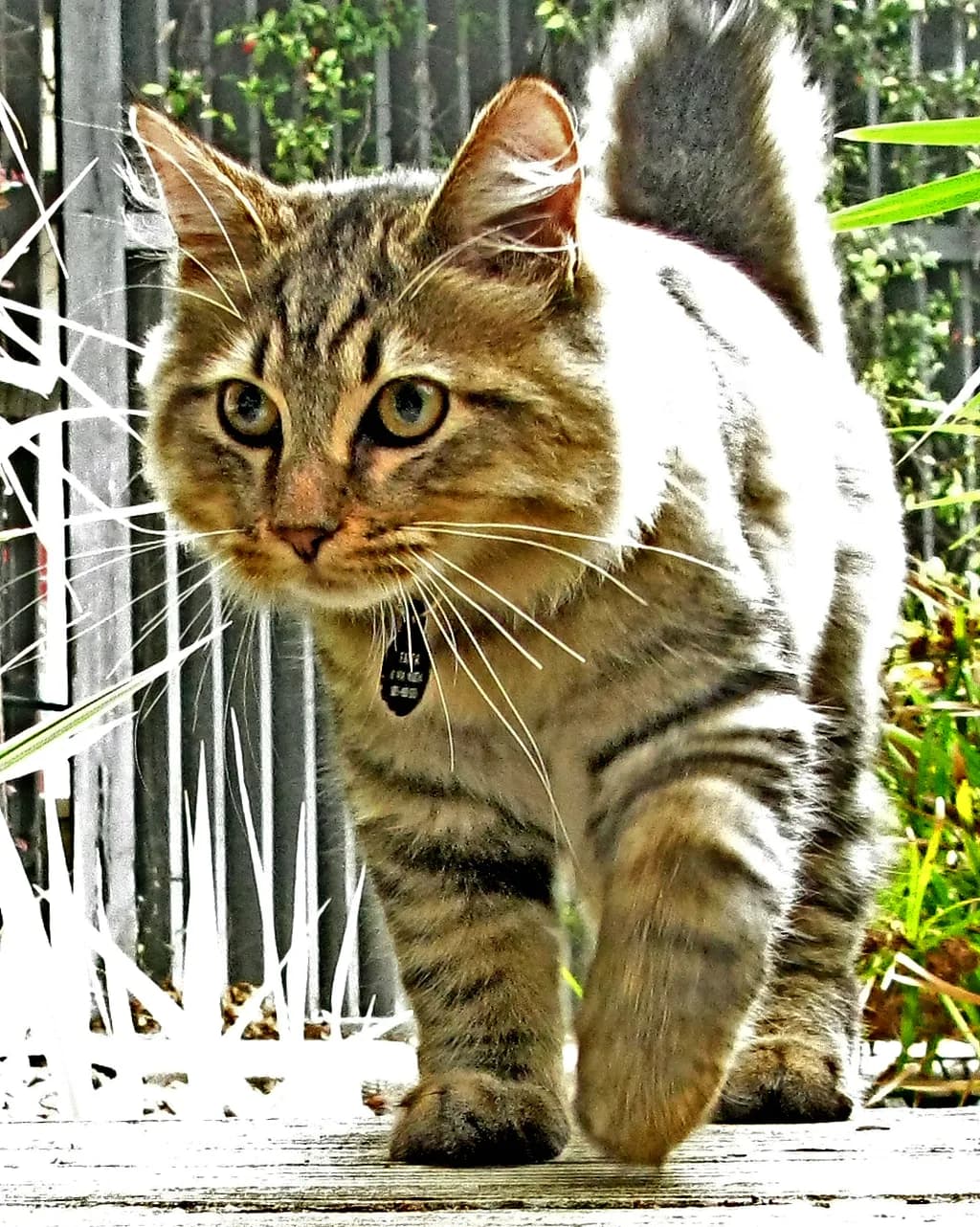 Amerikan Bobtail