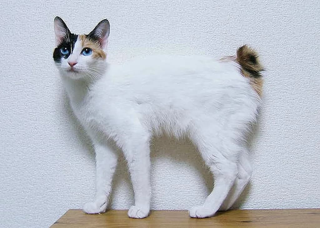 Japon Bobtail