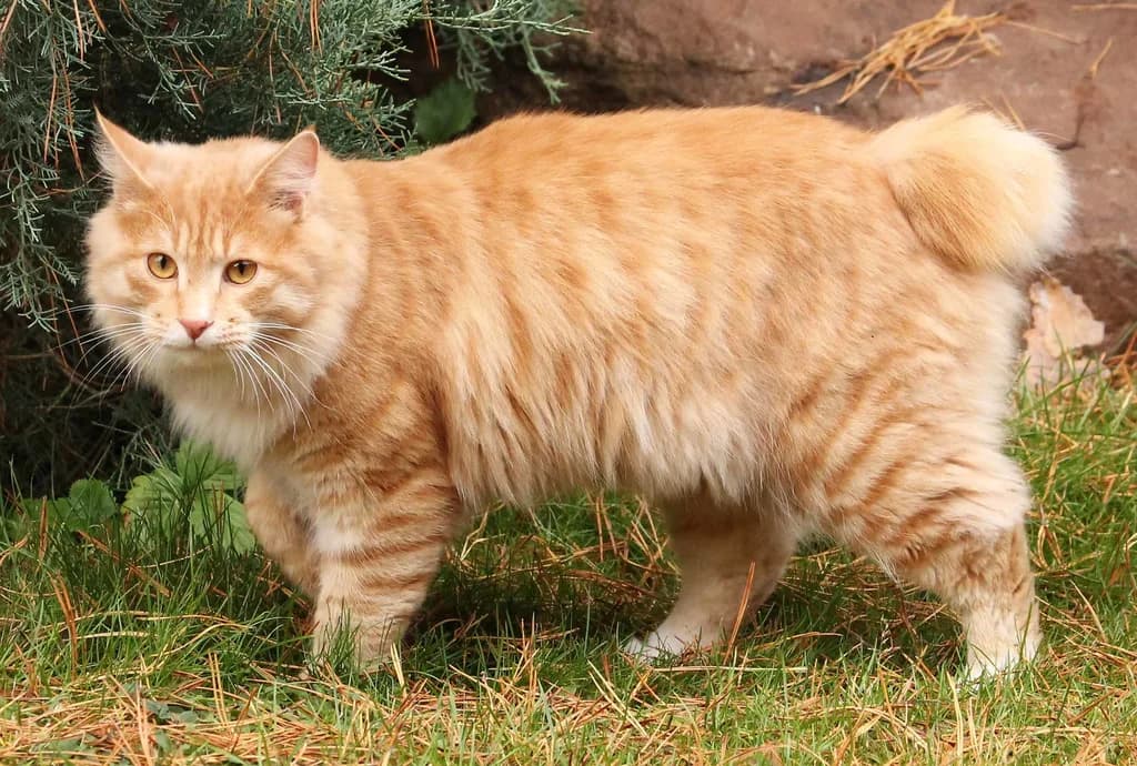 Kuril Bobtail