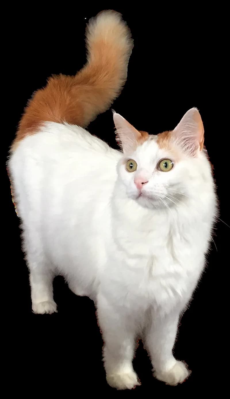 Van Kedisi