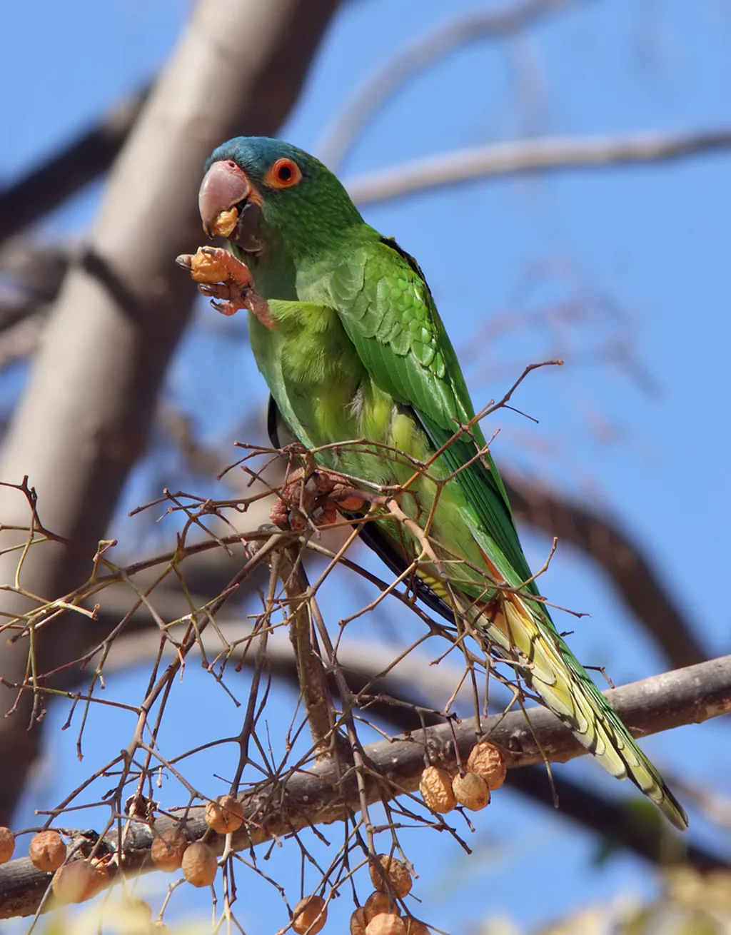 Mavi Taçlı Conure
