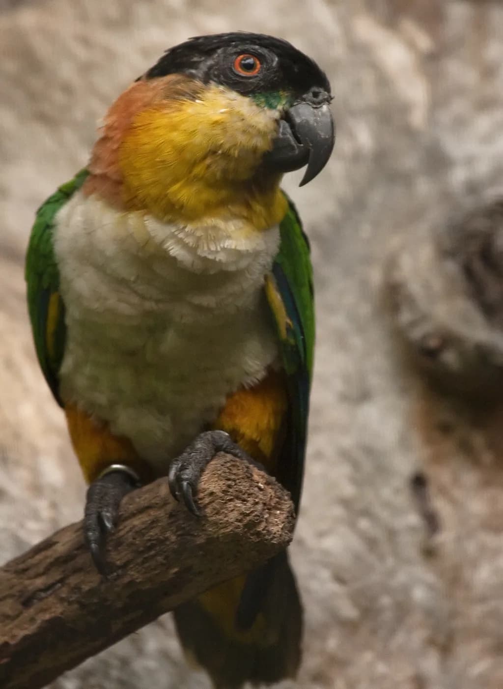Siyah Başlı Caique