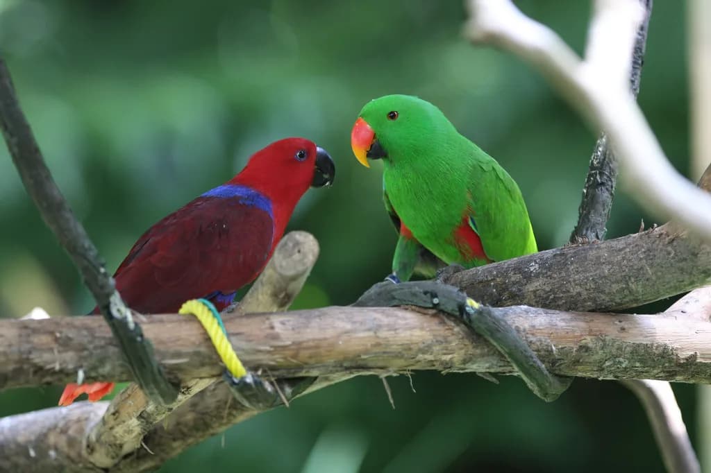 Eclectus Papağanı