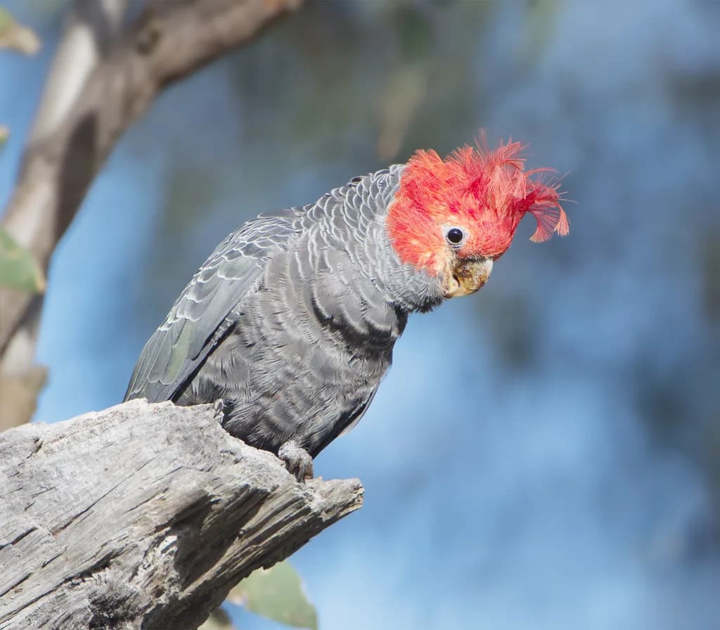 Gang-Gang Kakadu