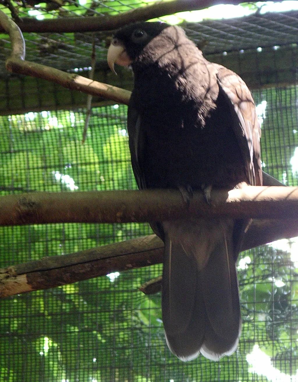 Vasa Parrot
