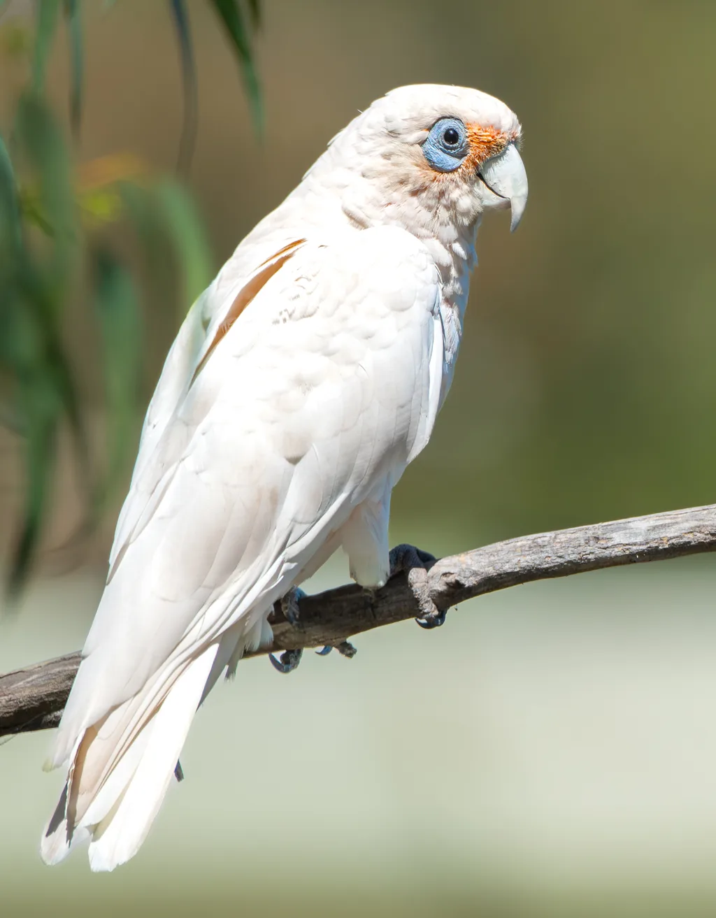 Batı Corella