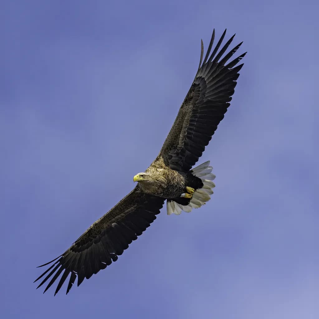Ak Kuyruklu Kartal