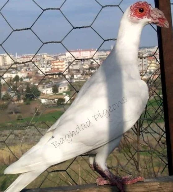 Anadolu Bağdat