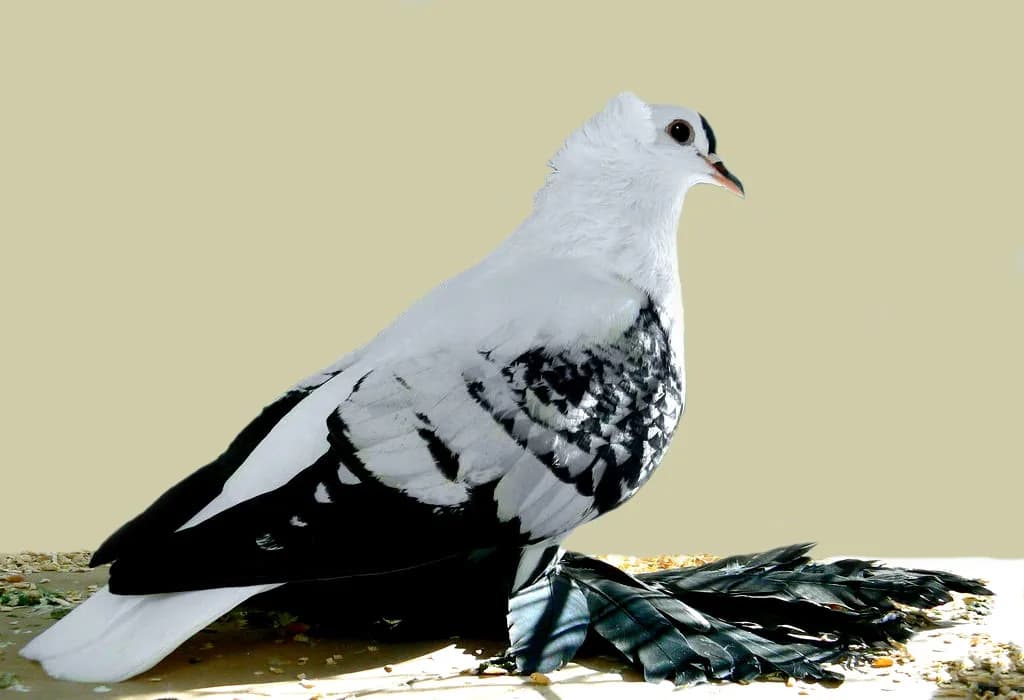 Bohem Peri Kırlangıcı
