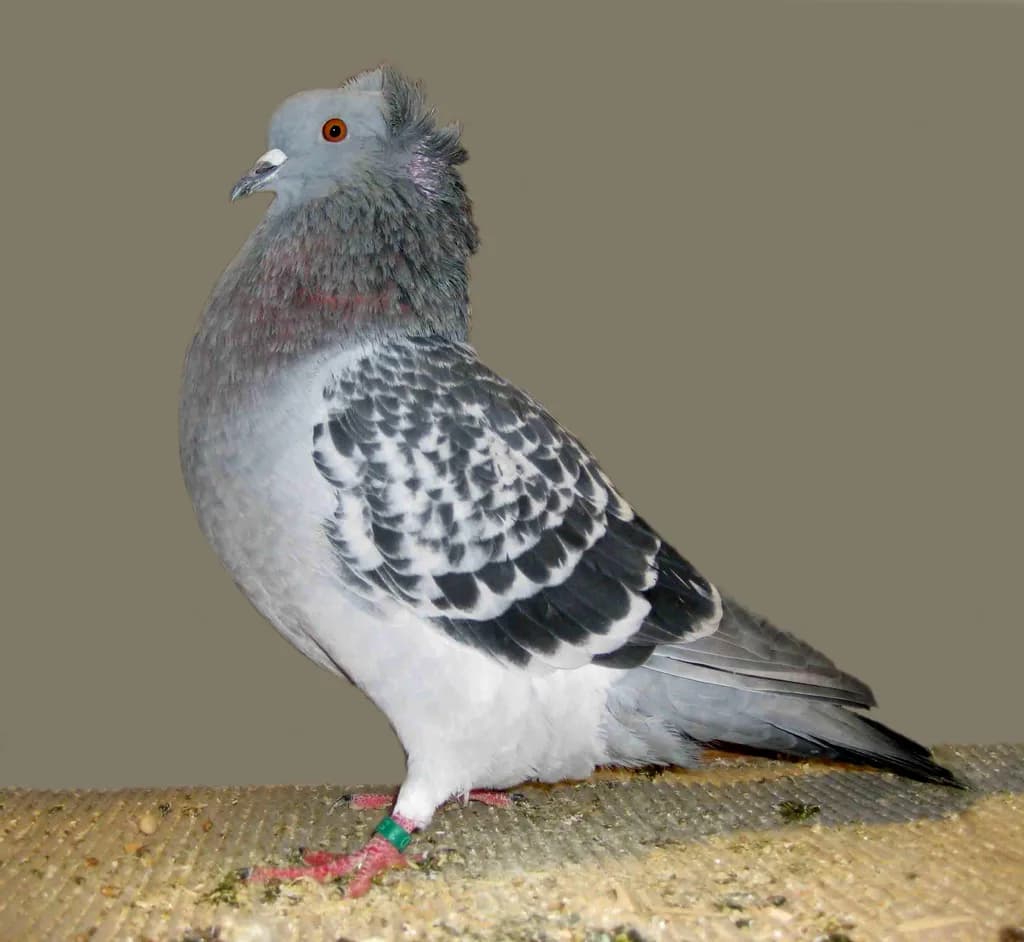 Tepeli Soultz