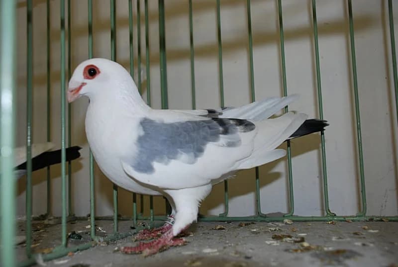 Çek Bağdat Güvercini