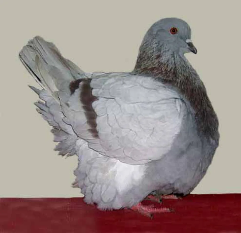 Fransız Mondain Güvercini