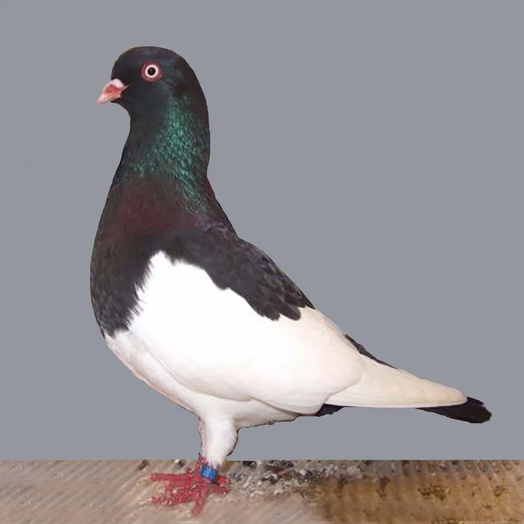 Macar Saksağan Taklacı