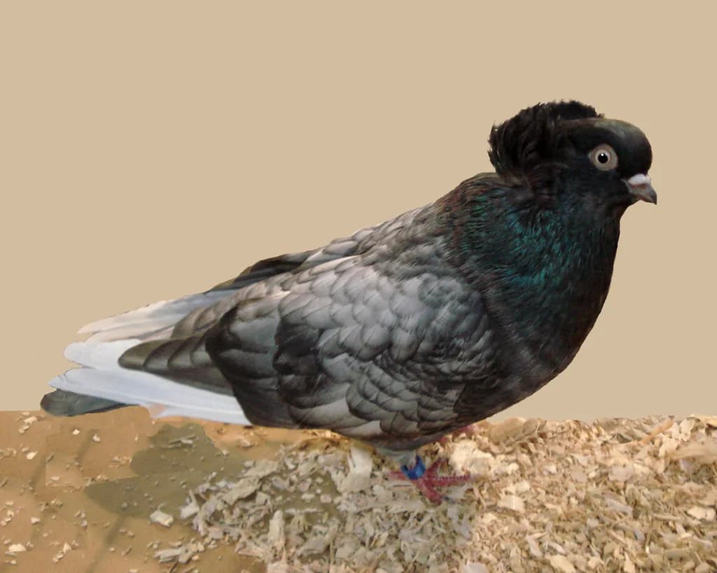 Komorner Taklacı