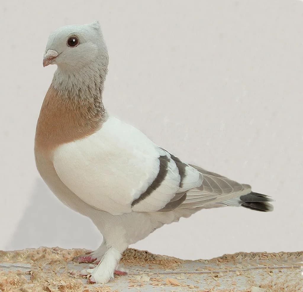 Lucerne Elmer