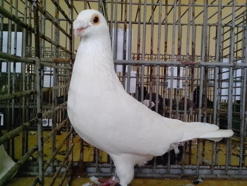 Polonya Krymka Taklacı