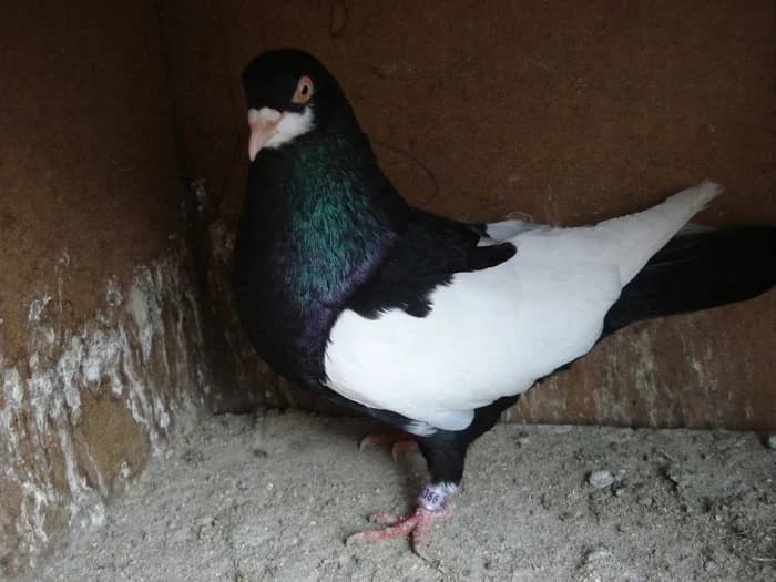 Romen Saksağan Taklacı