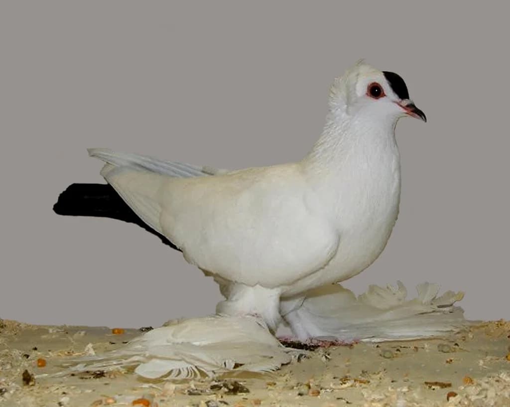 Sakson Beyaz Kuyruklu