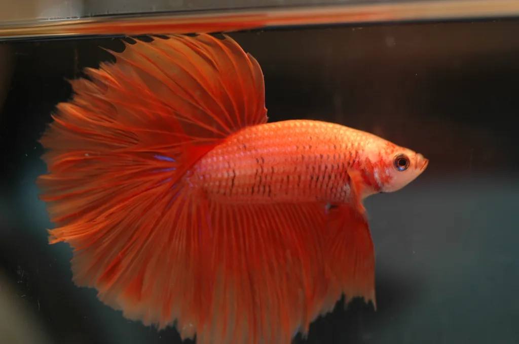 Betta Balığı