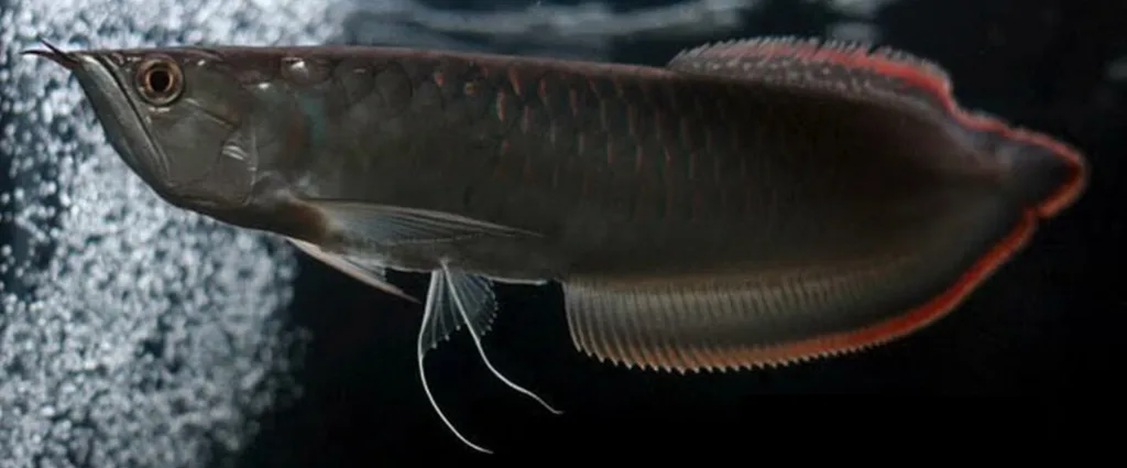Siyah Arovana