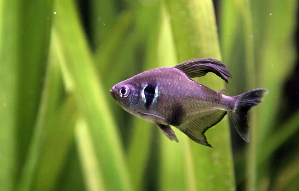 Siyah Hayalet Tetra