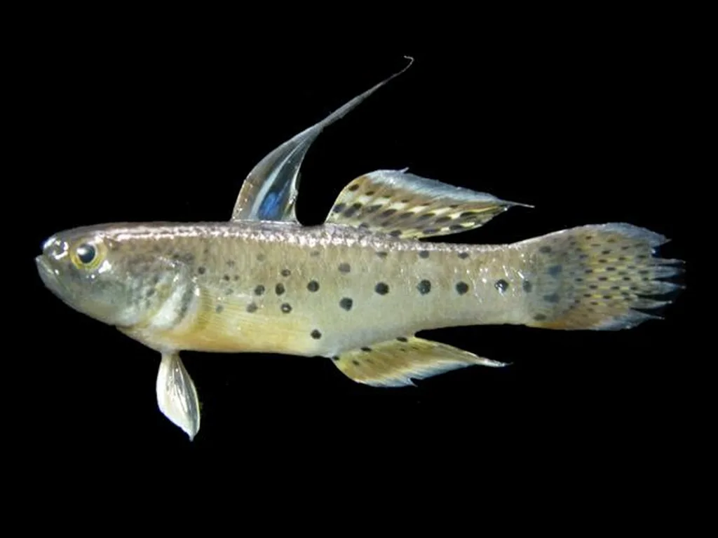 Knight Goby