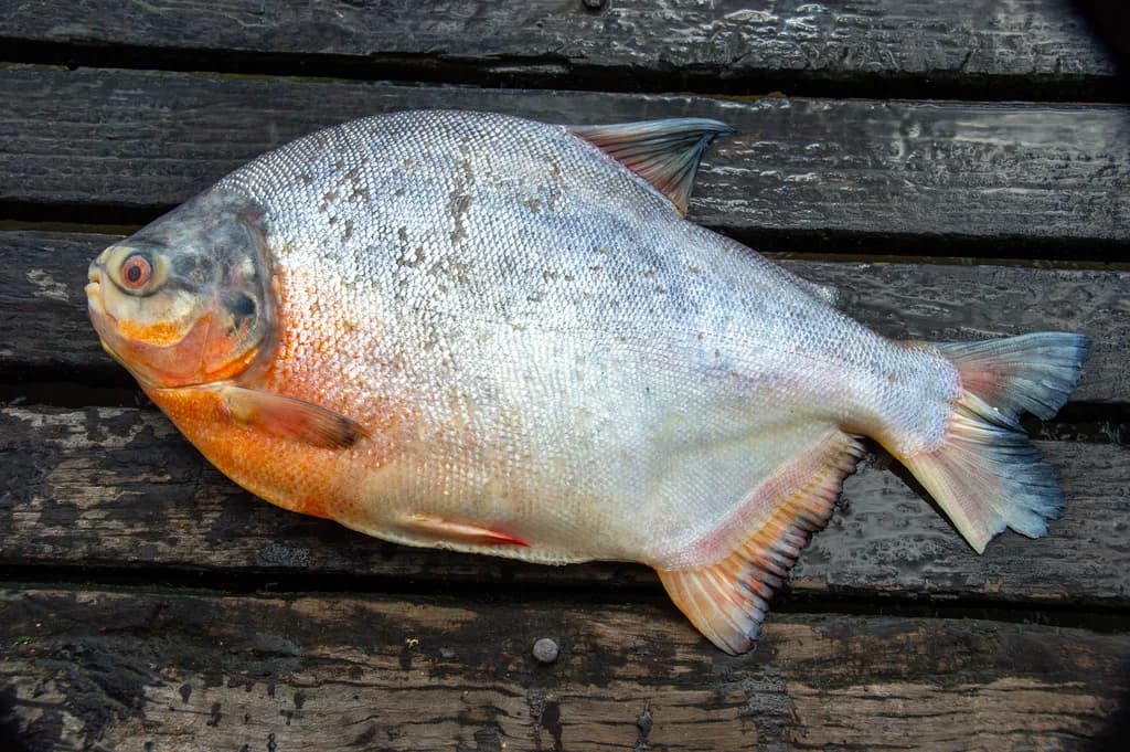 Pacu