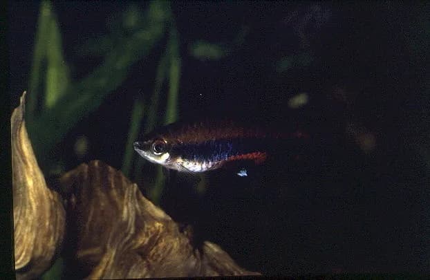 Beckford's Pencilfish