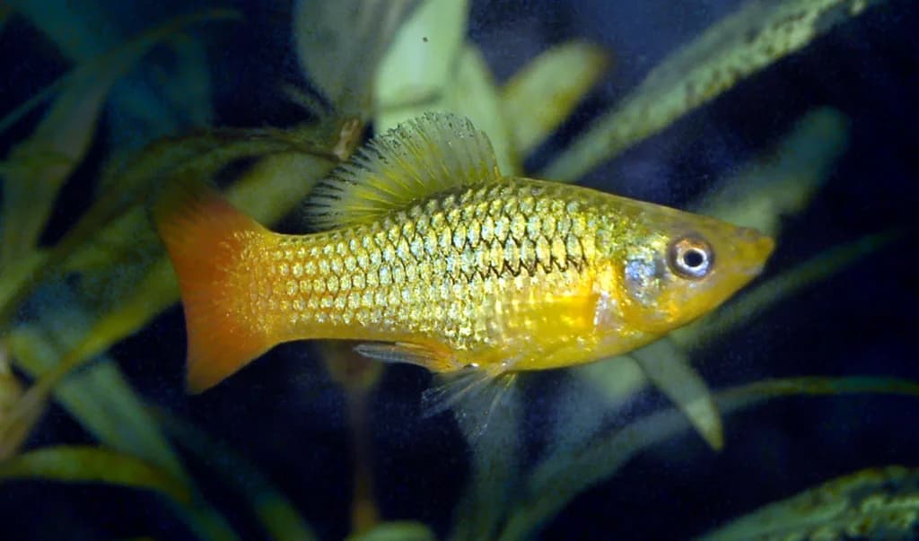 Variatus Plati