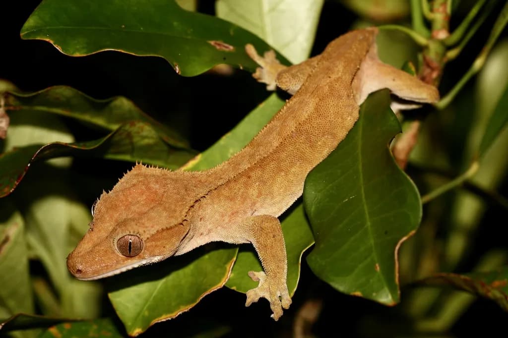 Tepeli Geko