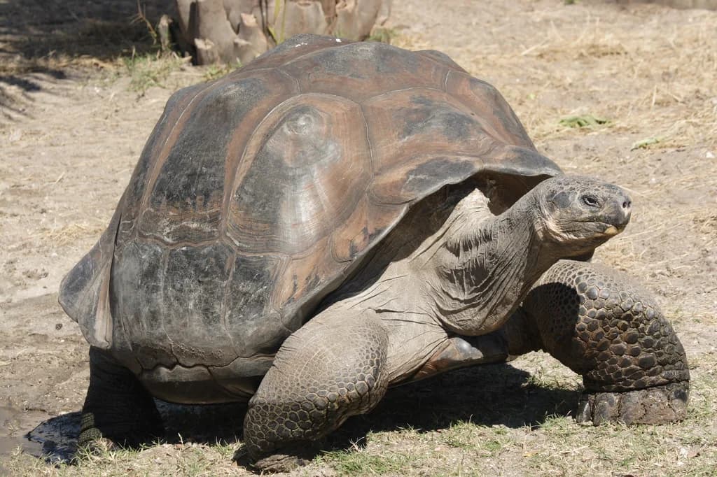 Galapagos Dev Kara Kaplumbağası