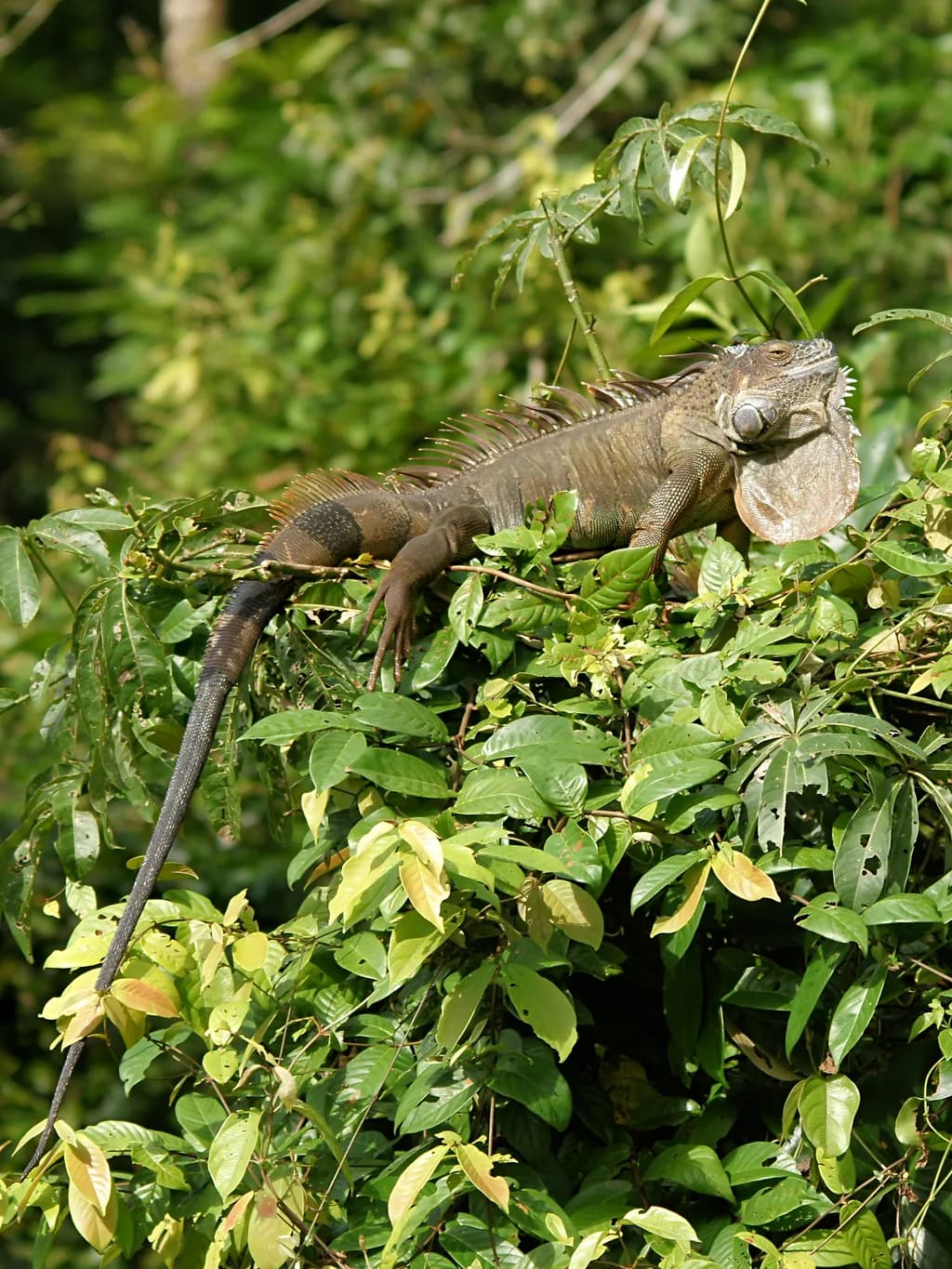 Yeşil İguana