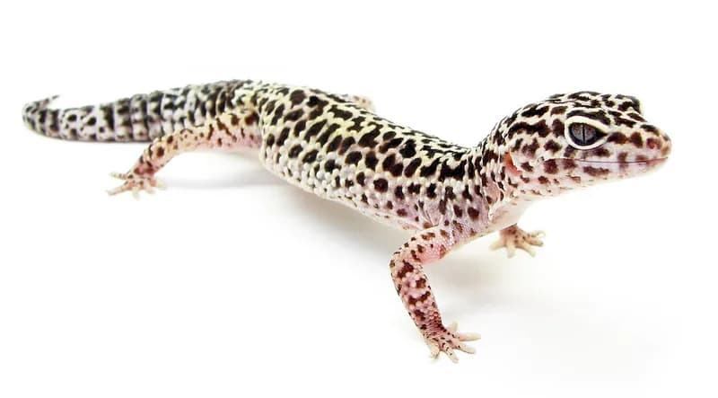 Leopar Gecko