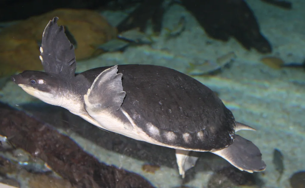 Pig-nosed Turtle