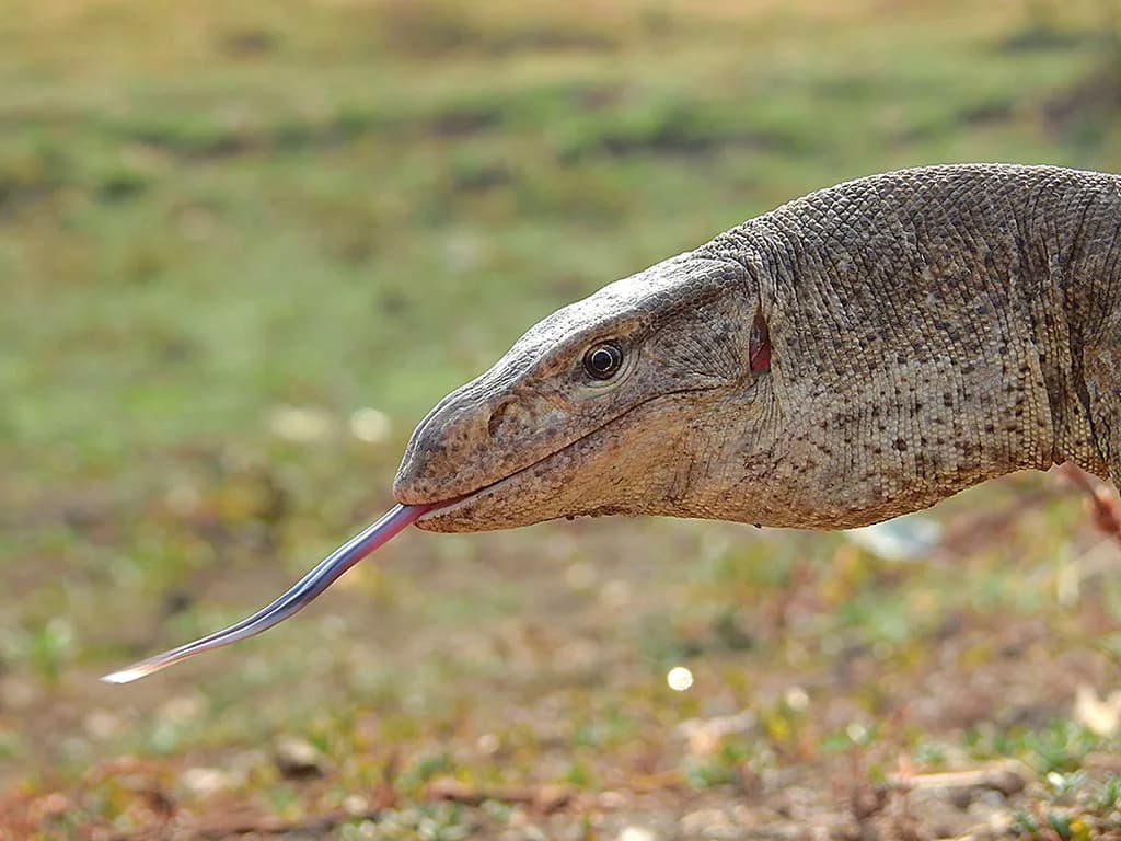 Bengal Varanı
