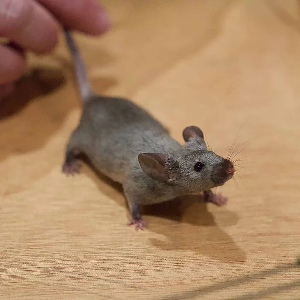 Agouti Faresi