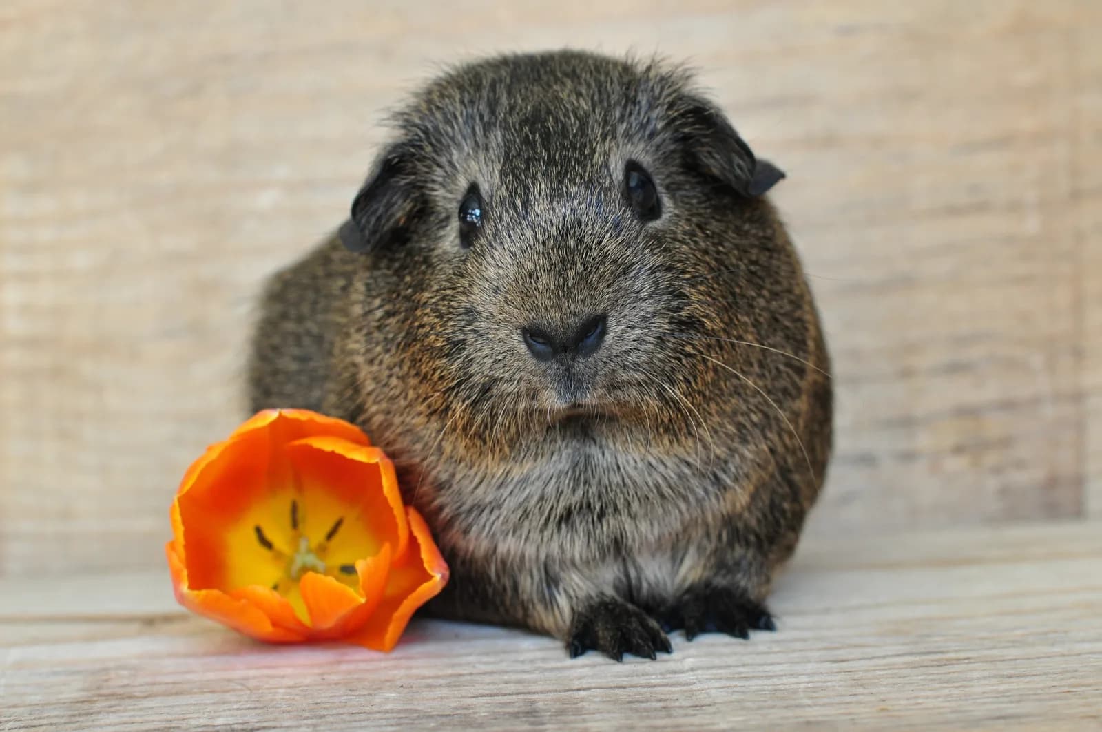 Teddy Guinea Pig