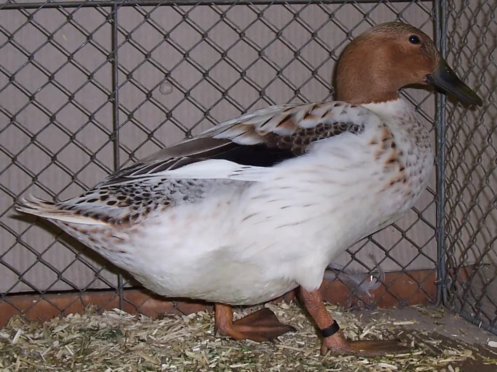 Abacot Ranger Ördeği