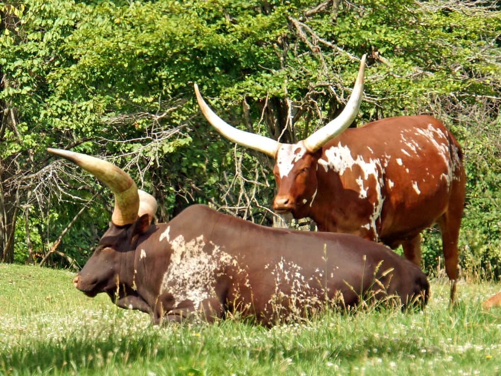 Ankole-Watusi