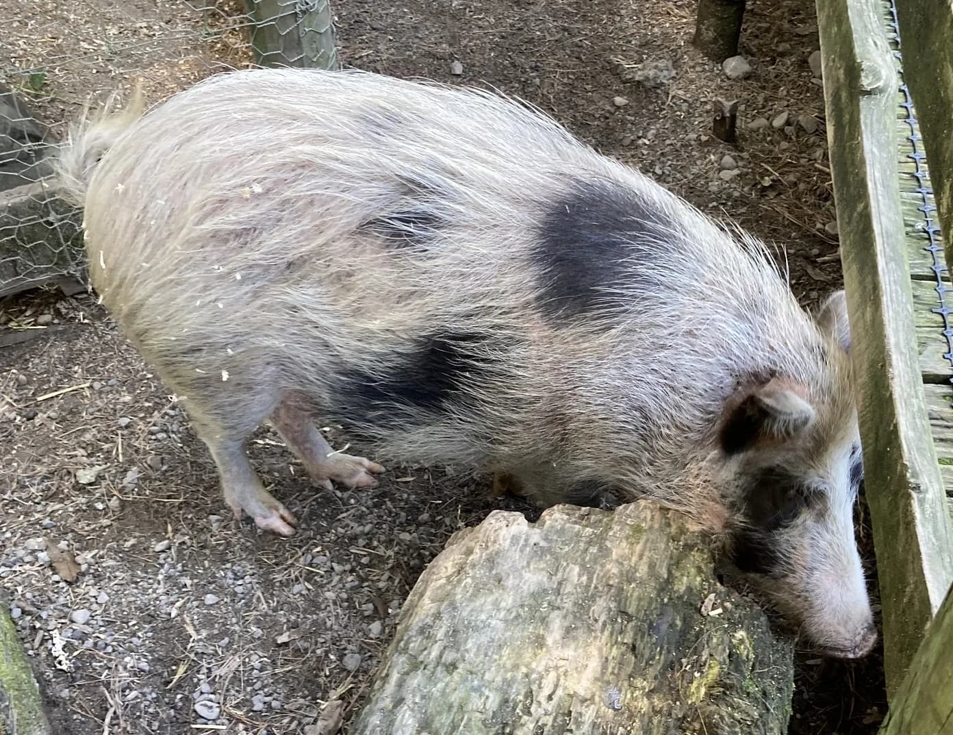 Auckland Island Domuzu
