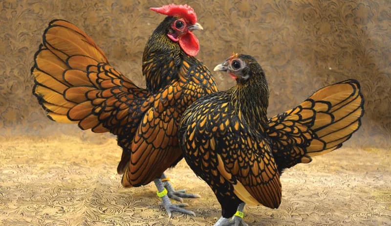 Bahig Tavuğu
