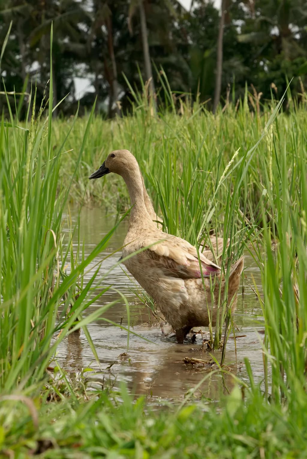 Bali Ördeği
