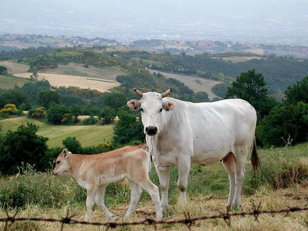 Banat Beyazı Tavuğu