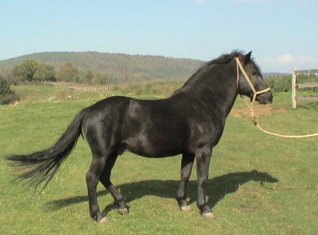 Boşnak Dağ Atı