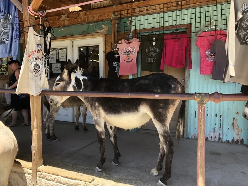Burro da Ilha Graciosa
