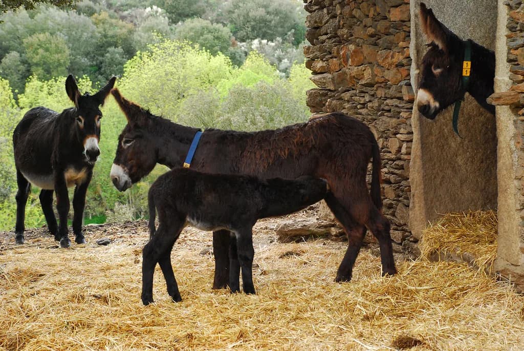 Burro de Miranda