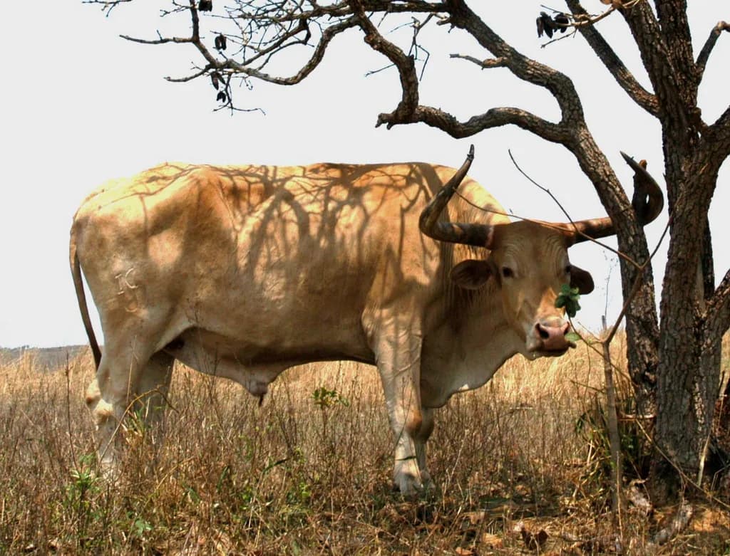 Caracu Sığırı