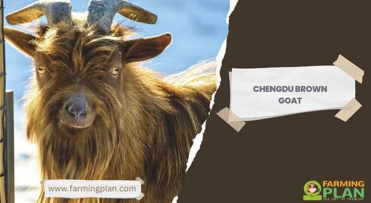 Chengdu Kahverengi Keçisi